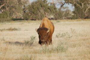 A brown cow standing on top of a dry grass field