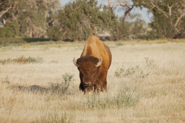 A brown cow standing on top of a dry grass field